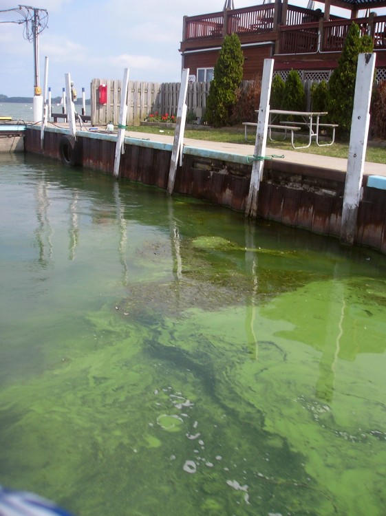 aguas contaminadas por algas