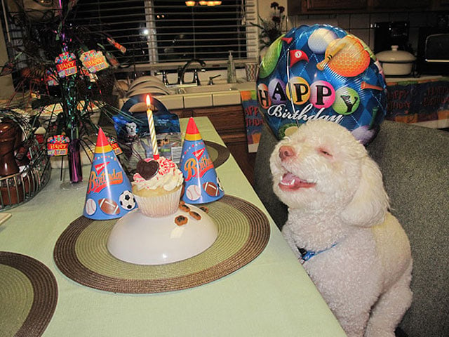 perro en cumpleaños con una sonrisa
