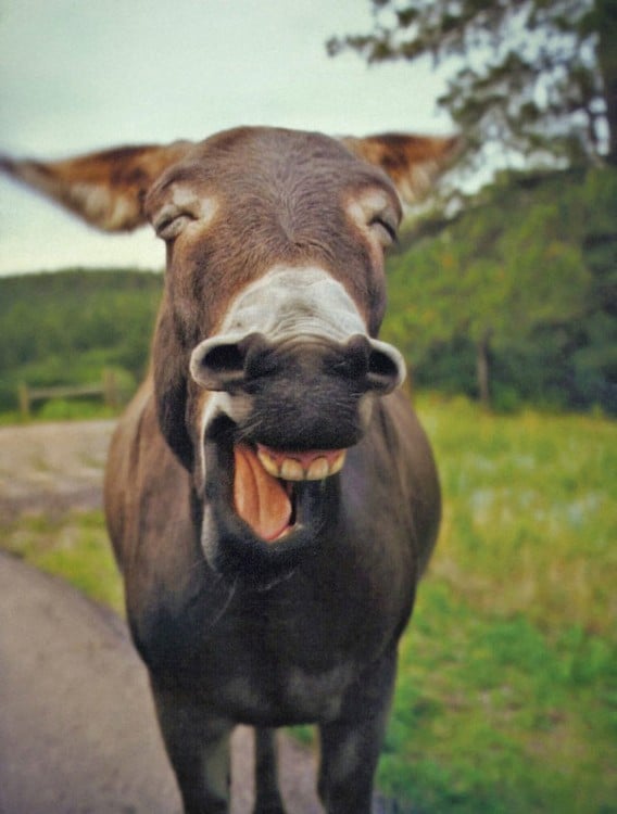 Burro que muestra los dientes y parece que rie