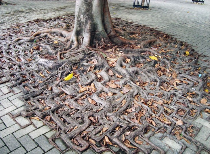 raíces de arboles con patrones en la vereda