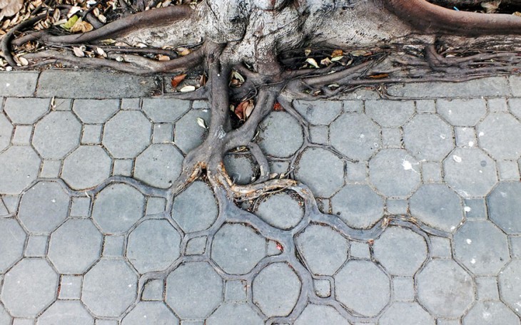 raíces de arboles con patrones en la vereda