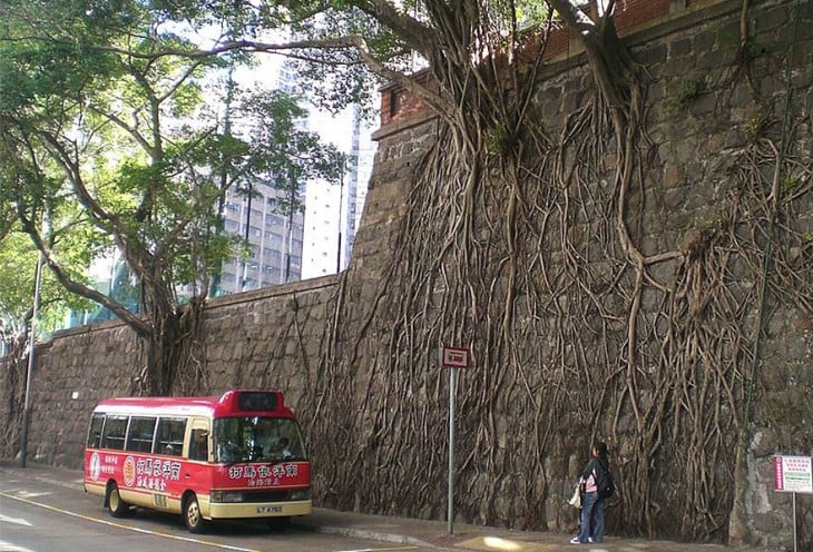 raíces de árbol en un muro