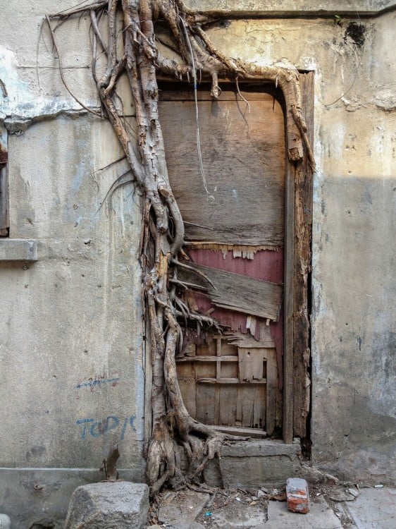 raíces de un árbol en la puerta