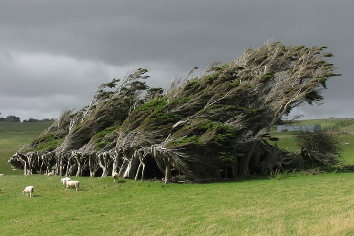 arboles azotados por el viento