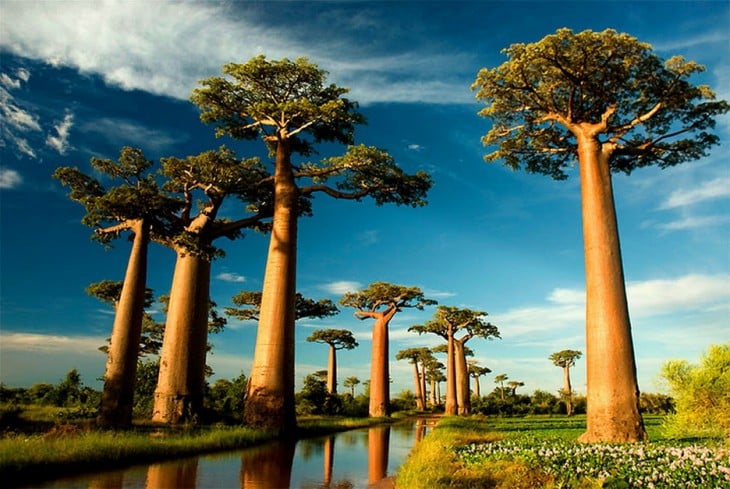 fantásticos Baobabs