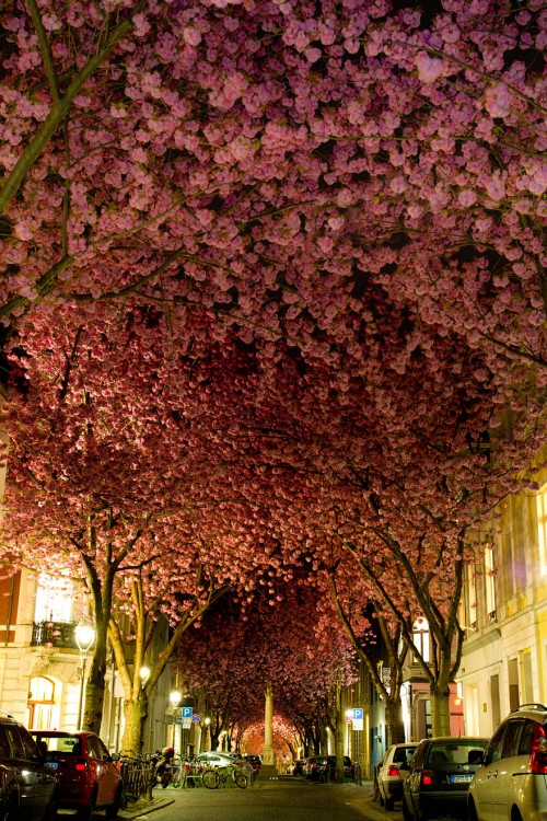 calle en bonn