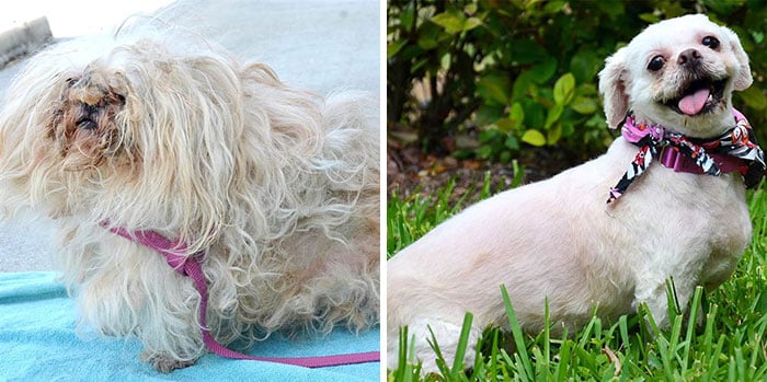 dog-makeover-before-after-rescue-7