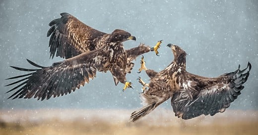 fotografias de animales tomadas en el momento exacto