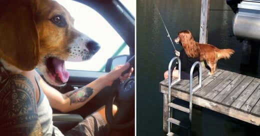 fotos de perros tomadas en el momento exacto