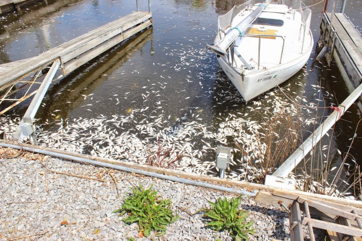 miles de peces mueren en california