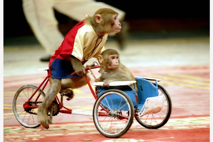 monos andando en bicicleta