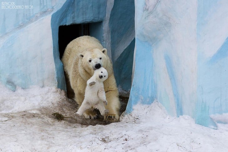 madre osa polar con su bebé en la boca