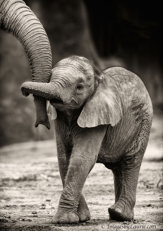 elefantito con la trompa de su madre