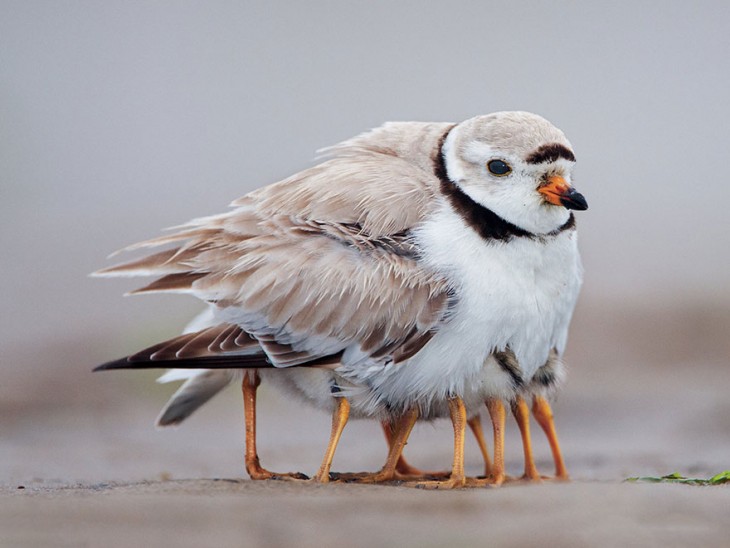 gaviota con sus polluelos