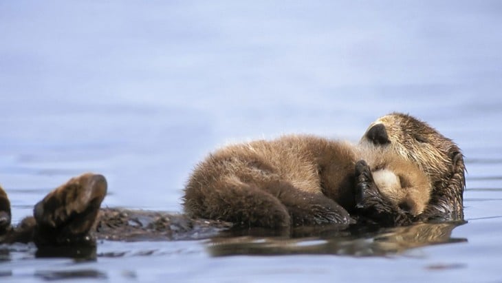 madre nutria con su bebé