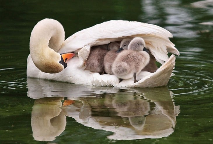 cisne con el polluelo