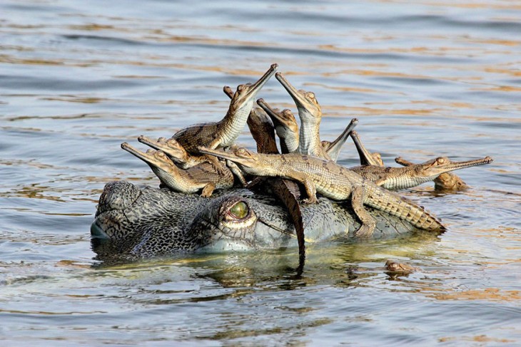 gavial con sus hijos en la cabeza