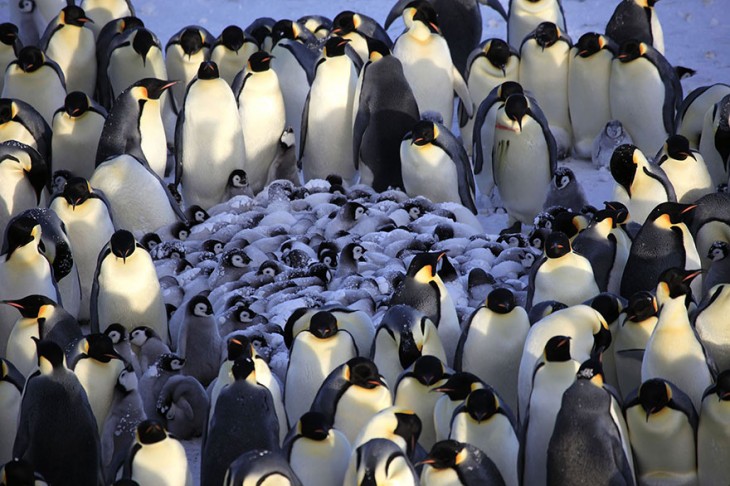 colonia de pinguinos