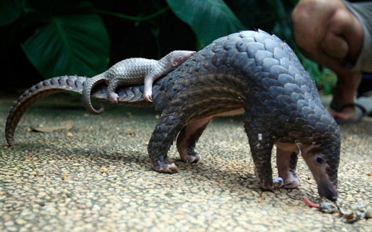 madre armadillo con sus bebés