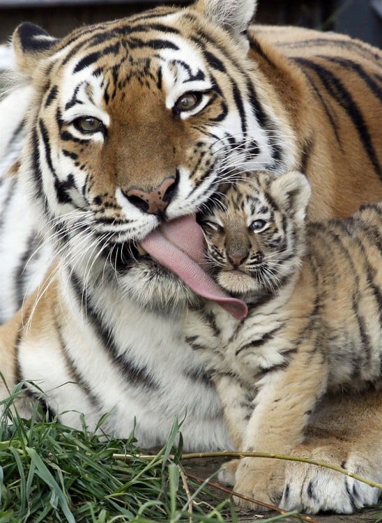 tigra con su cachorro