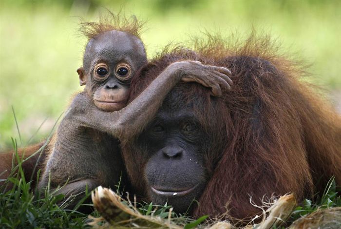 orangután con su cria