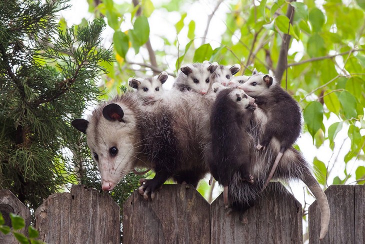 madre rata con sus hijos