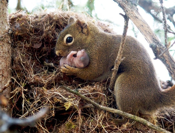 Ardilla con su bebé