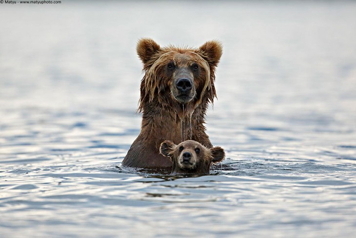 oso pardo con su bebé