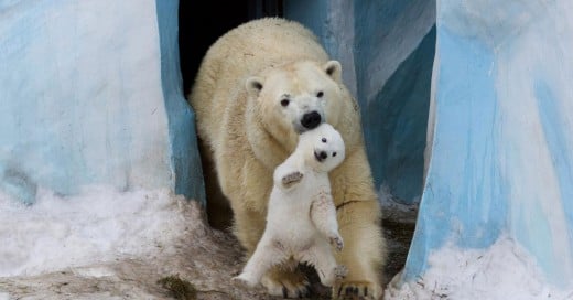 parentalidad en el reino animal