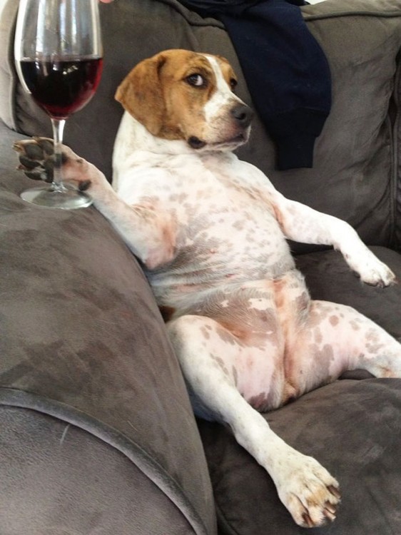 perrito con copa de vino