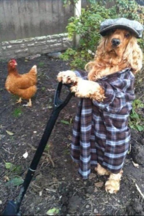 perrito con pala