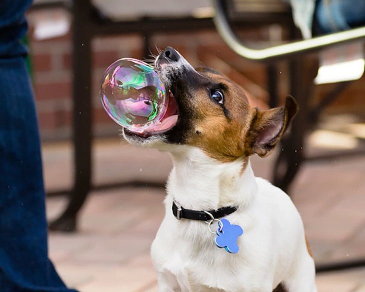 perro con burbuja en la boca