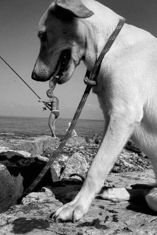 perro comiendo un hombre