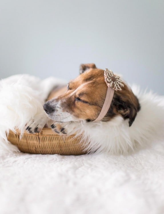 perro vestido como bebé durmiendo