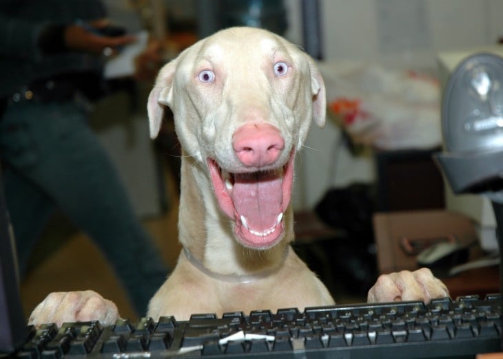 perro con teclado