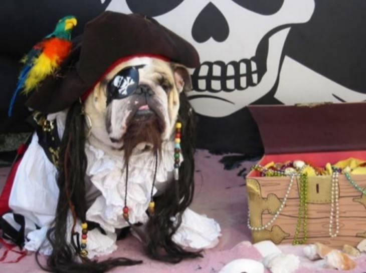 perro vestido de pirata