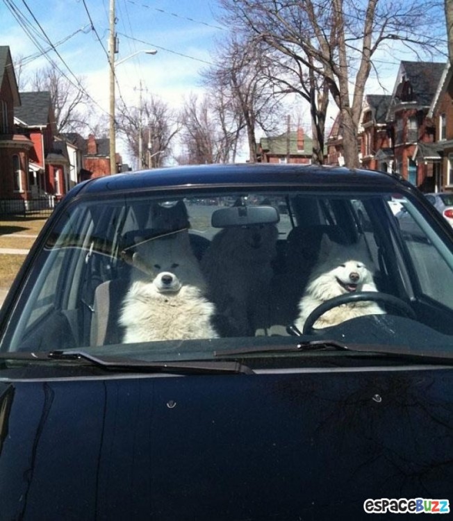 perros blancos en auto