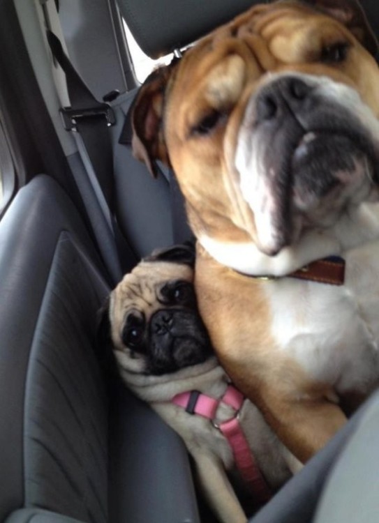 pug y bulldog