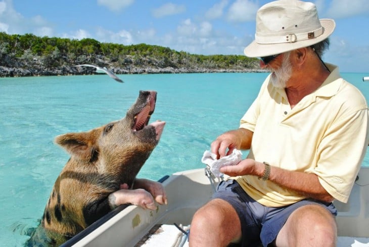 playa pig bahamas 2