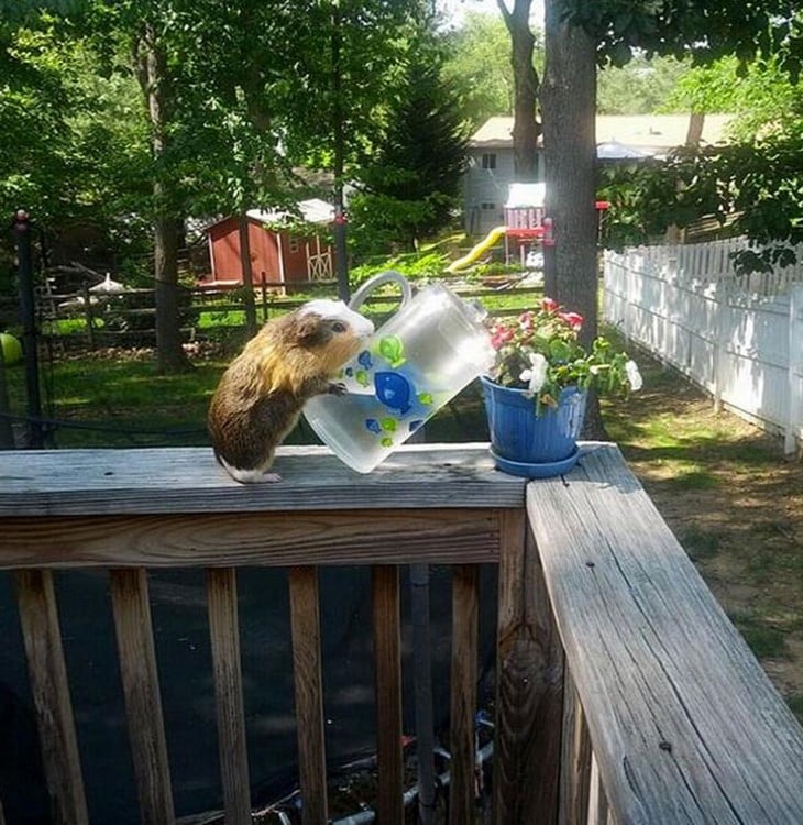 roedor regando plantas se comporta como humano