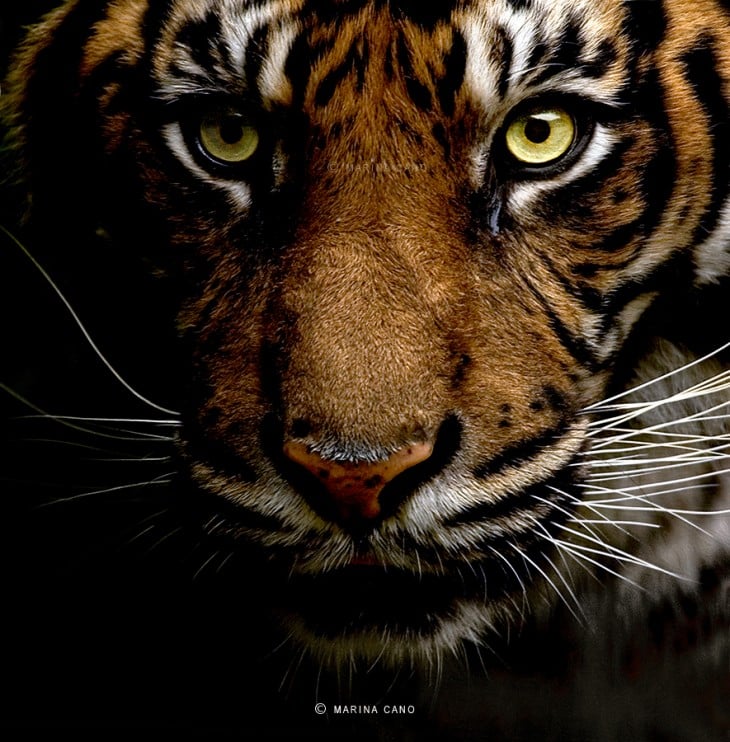 tigre