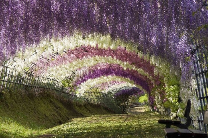 Tunel de flores