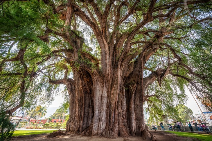 impresionante árbol del tule en Oaxaca 