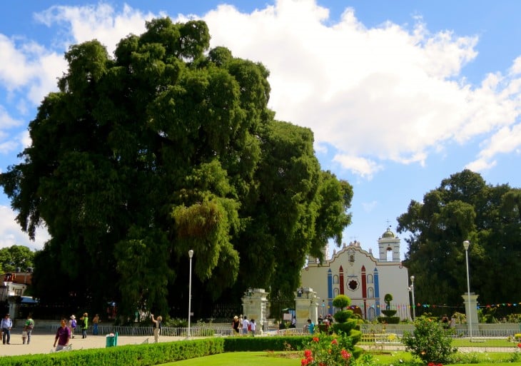 árbol de tule gigante junto a una iglesia en oaxaca 