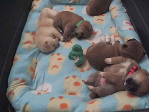 cuatro perritos dormidos