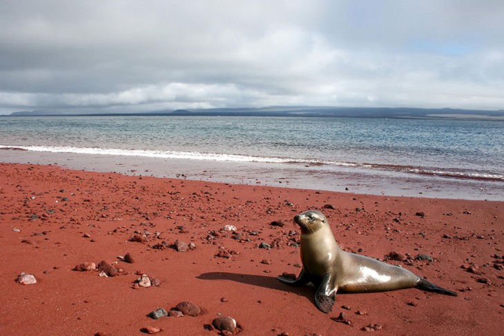 FOCA DE LAS ISLAS DE GALAPAGOS