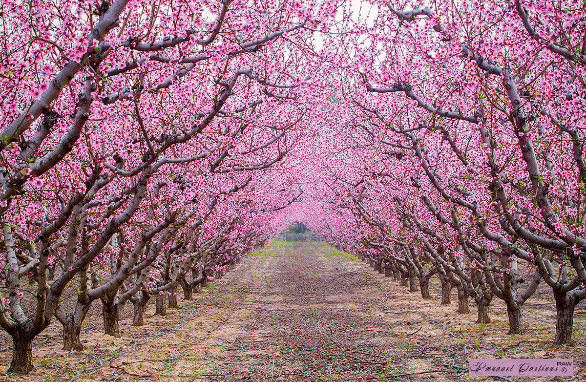 Сакура в россии где. Яблоневый сад. Pink черри блоссом дерево деревья парк. Весеннее дерево. Сакура дерево.