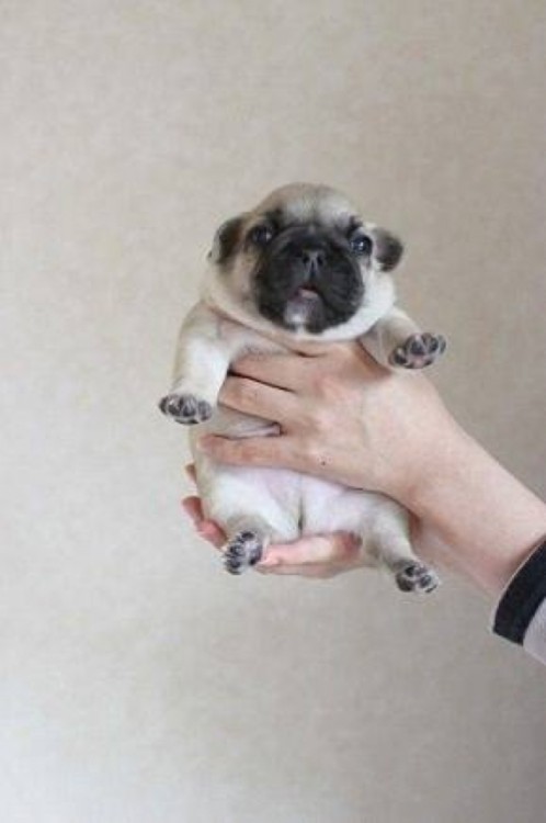 cachorro pug