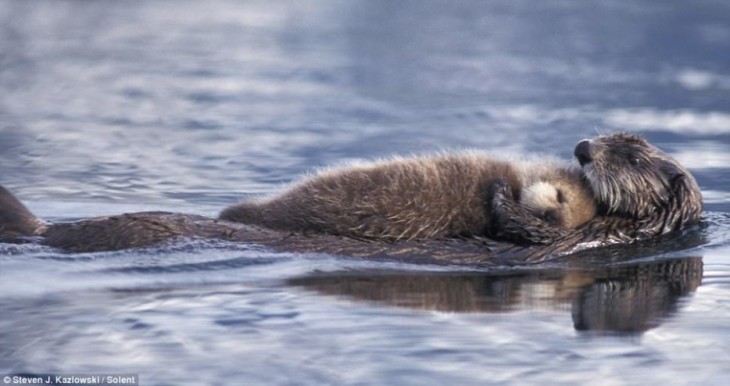 nutria dormida en el agua