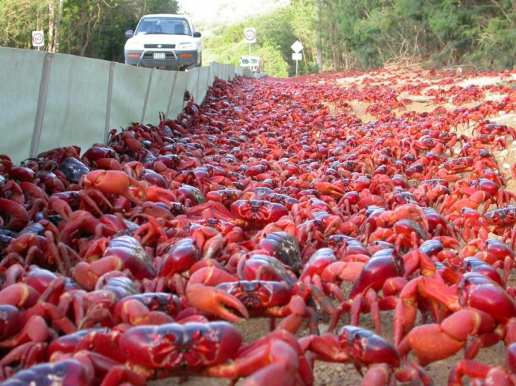 cangrejo de la isla de navidad